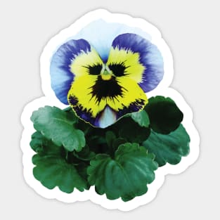 Pansies - Pansy Gives a Hand Sticker